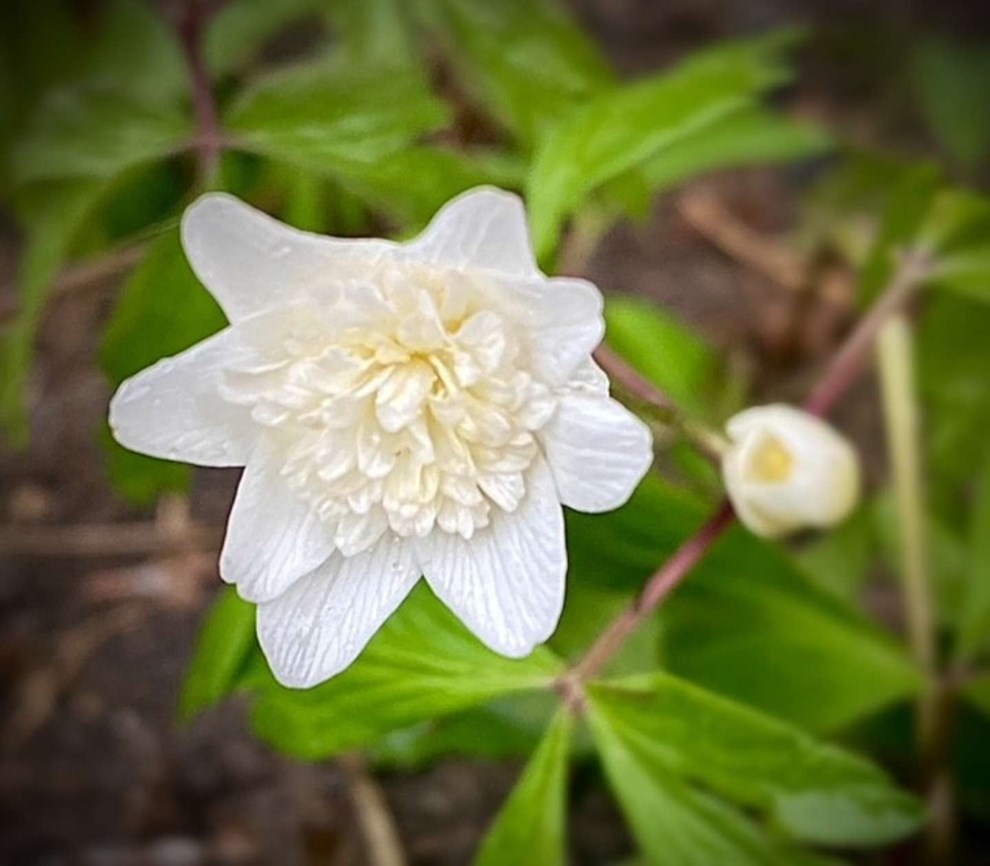 Dagens billede: Skovbundens for�rstegn