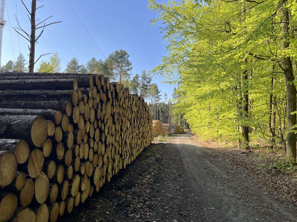 Dagens billede: Nordskoven i forandring