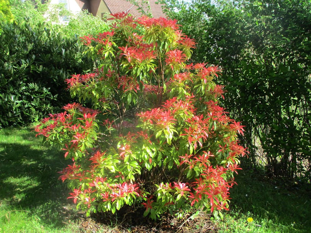 Dagens billede: Farmors fine busk Dagens billede: Farmors fine busk