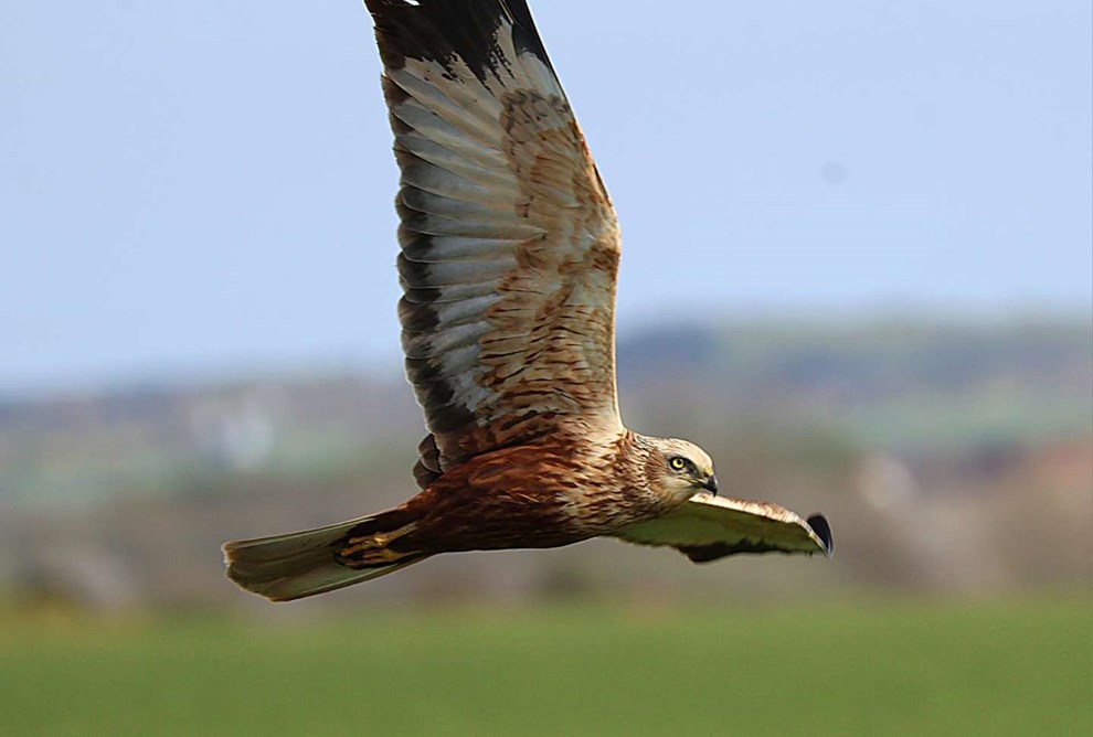 Dagens billede: R�rh�g p� jagt