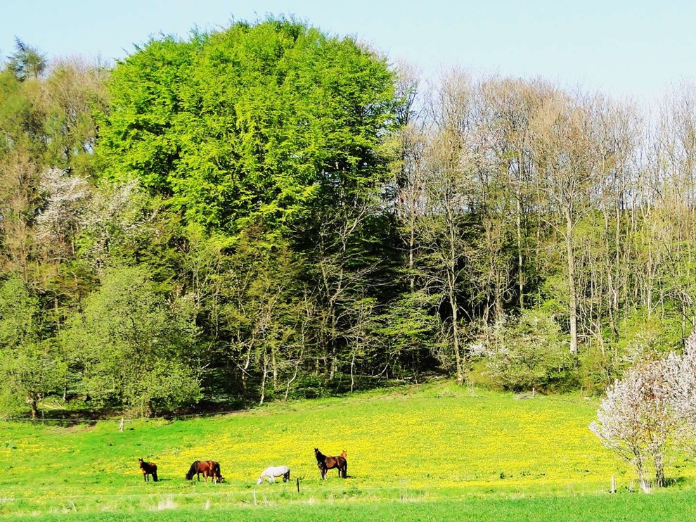 I jernalderbondens fodspor