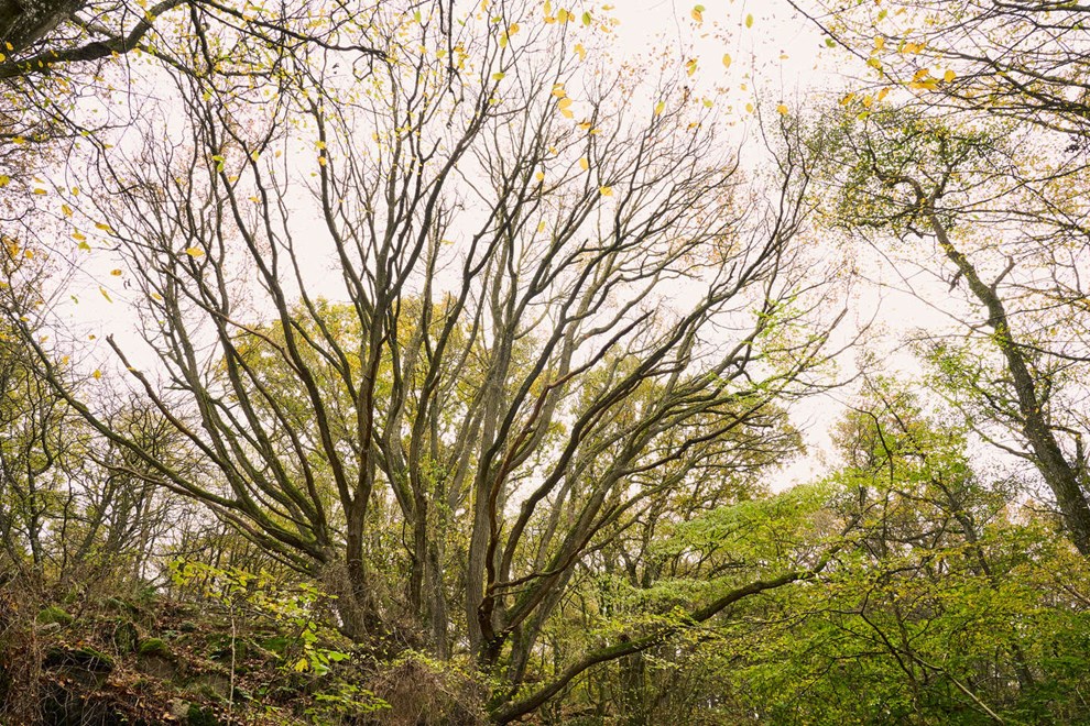 Bornholmske egetrer med i ny bog