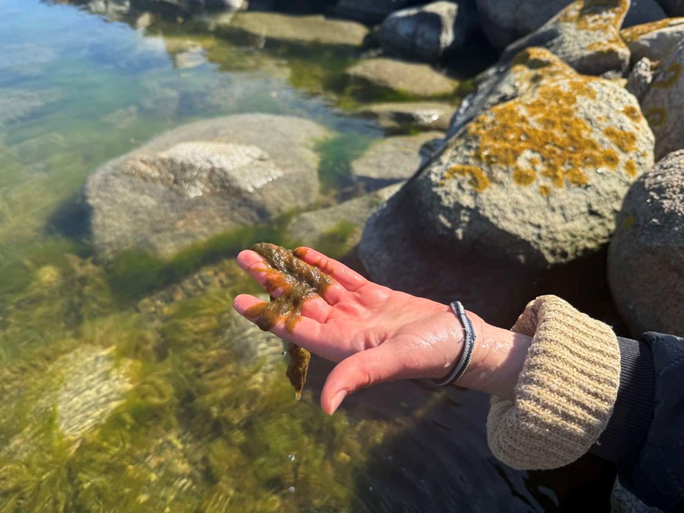 Gr�nt snask h�rger strande: 'Tragisk for en turist�'