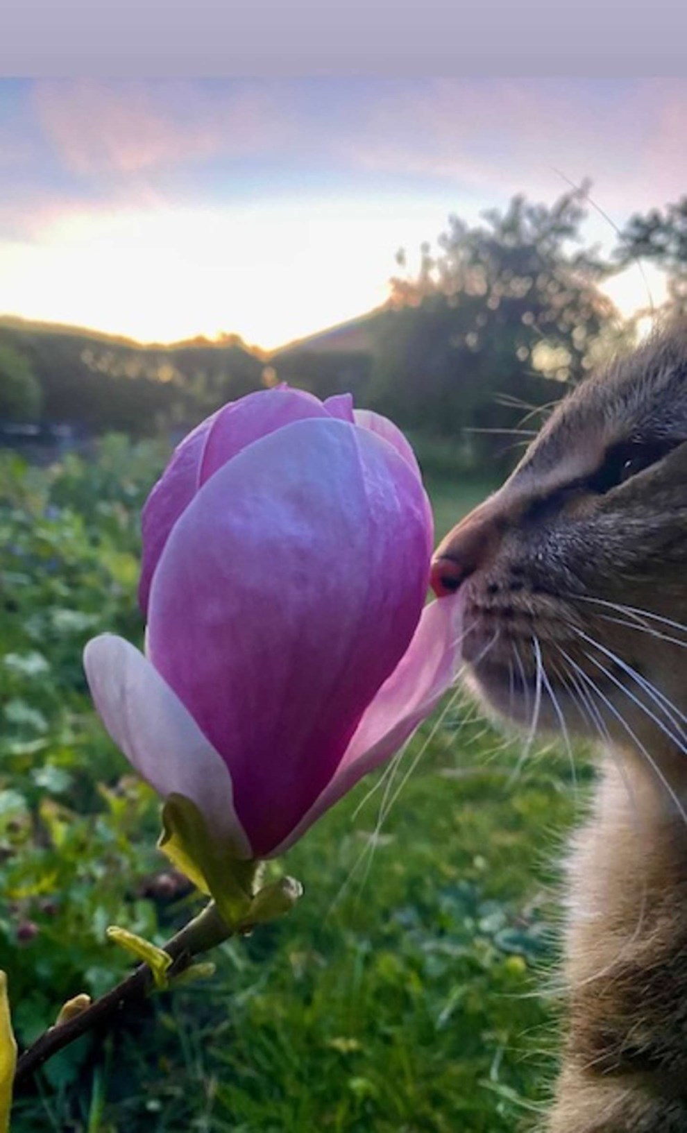 Dagens billede: 'Mis'-fornjede Monty