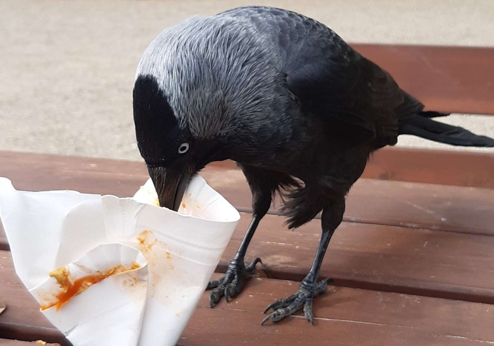 Dagens billede: Slyngel p� tyvetogt