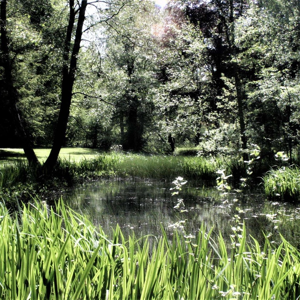 Arboretet: En srgelig forfatning 