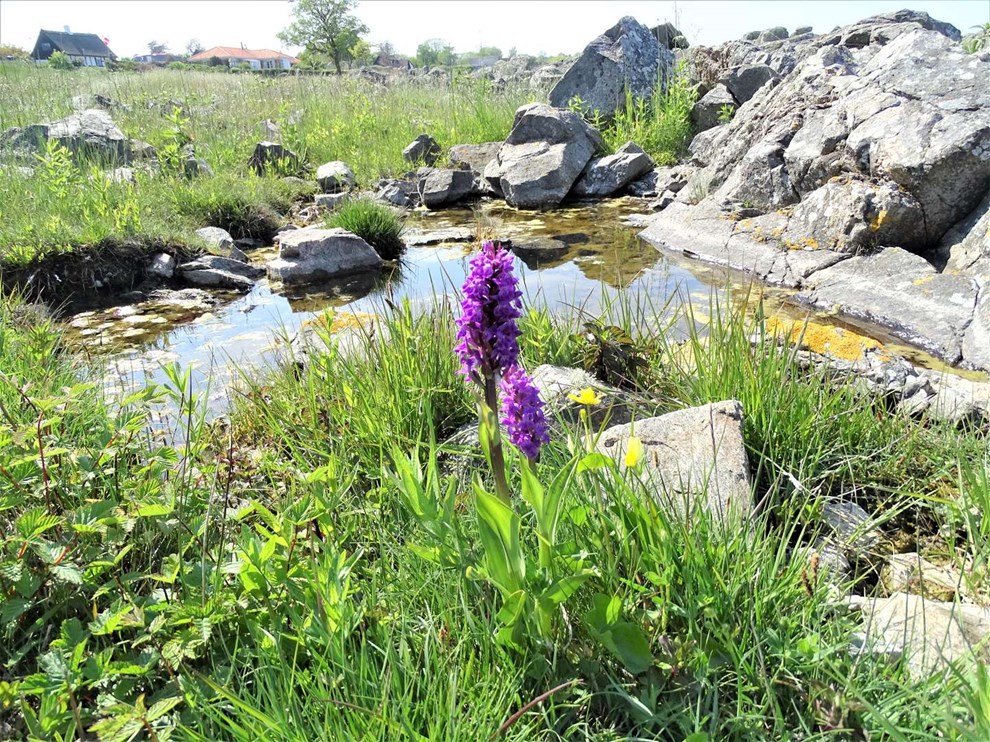 Store oplevelser og sj�ldne blomster