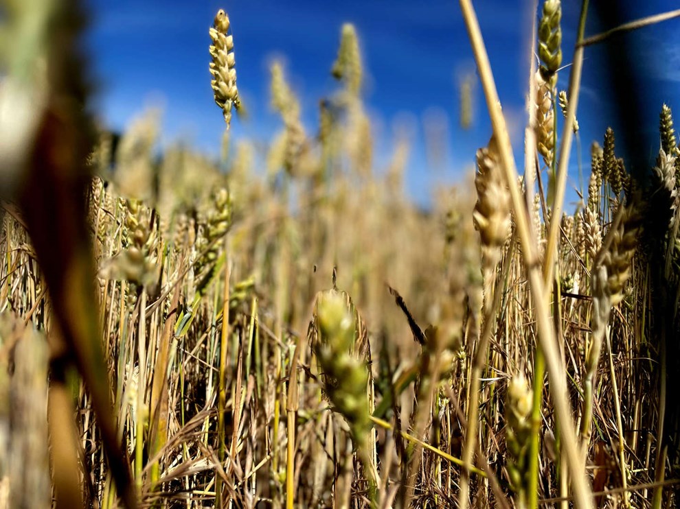 Landbrugslobby Landbrugslobby