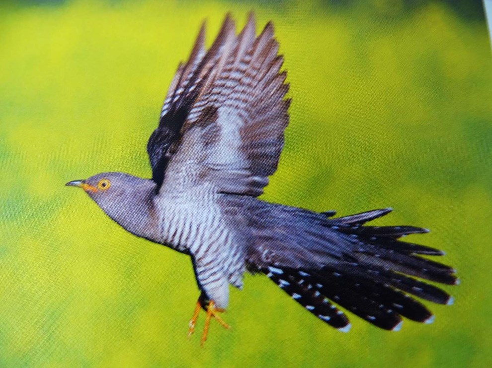 G�gen - en utro snylter