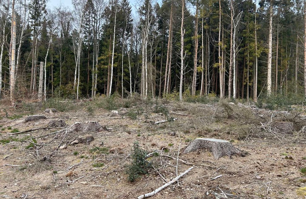 Naturen forandrer sig: 'Et månelandskab af stubbe' Naturen forandrer sig: 'Et månelandskab af stubbe'
