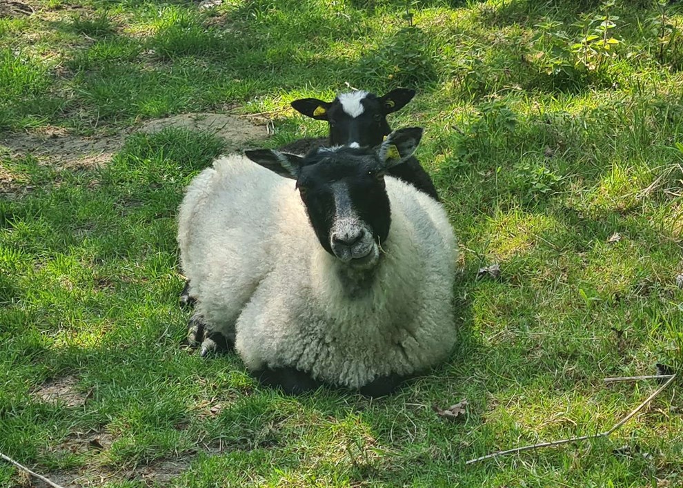 Dagens billede: F�r med lam