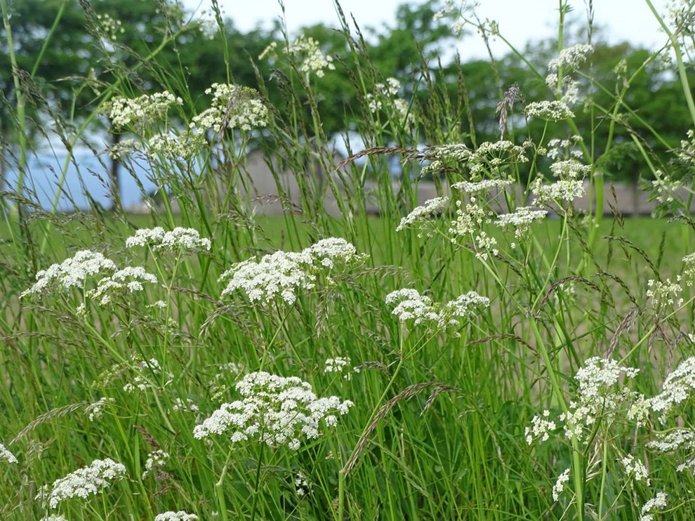 �Hujnnakjeis� � den vilde k�rvel er junis brudesl�r