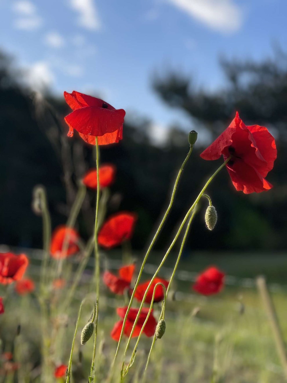 Dagens billede: Valmuerne med bl� himmel