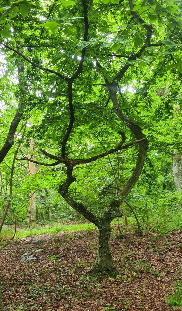 Dagens billede: 'Hjertetr�' i Gudhjem Plantage