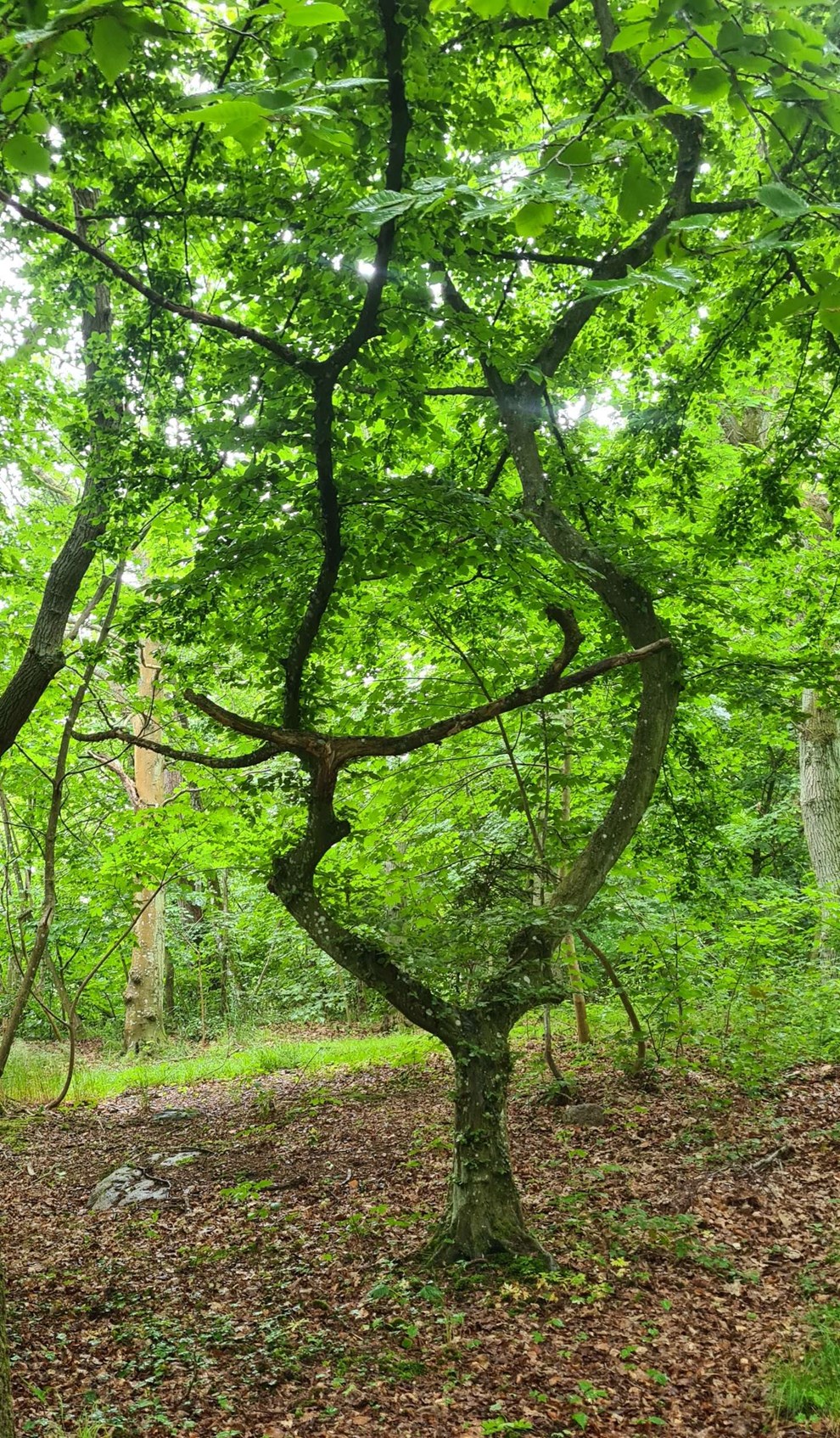 Dagens billede: 'Hjertetr�' i Gudhjem Plantage