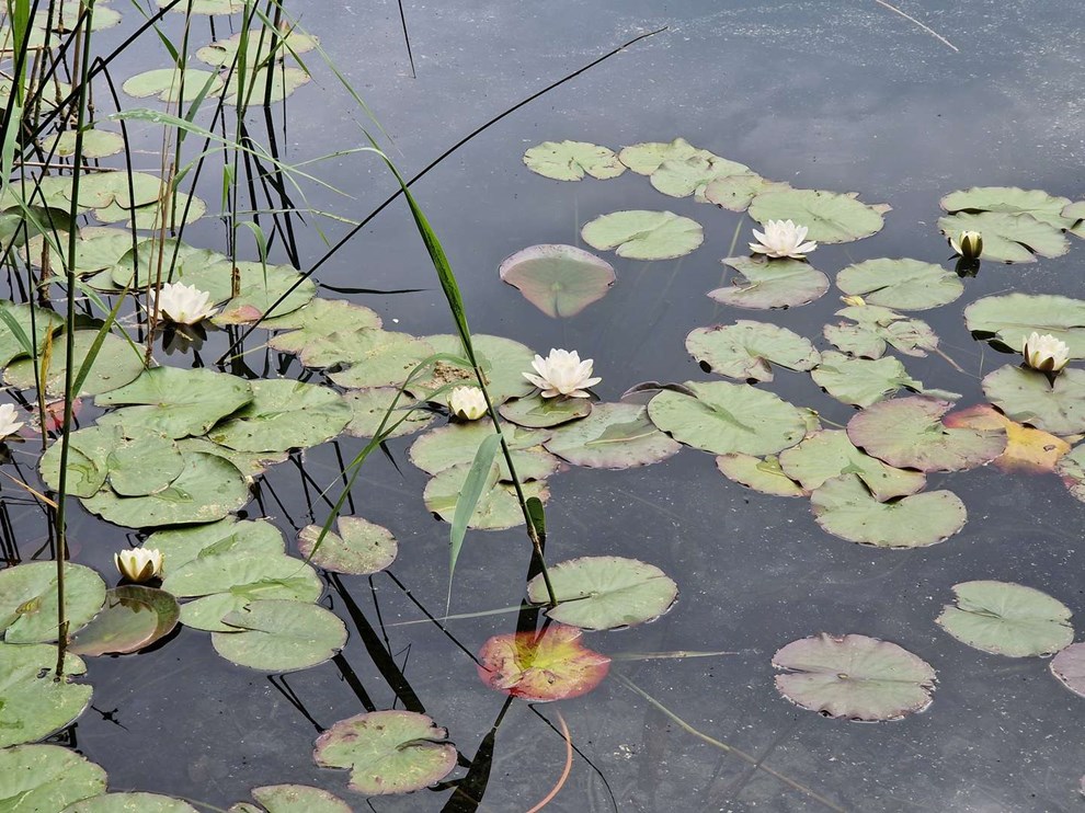 Dagens billede: �hhh... �kande idyl
