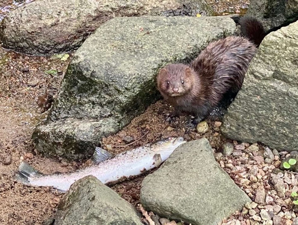 Dagens billede: Taget p fersk gerning