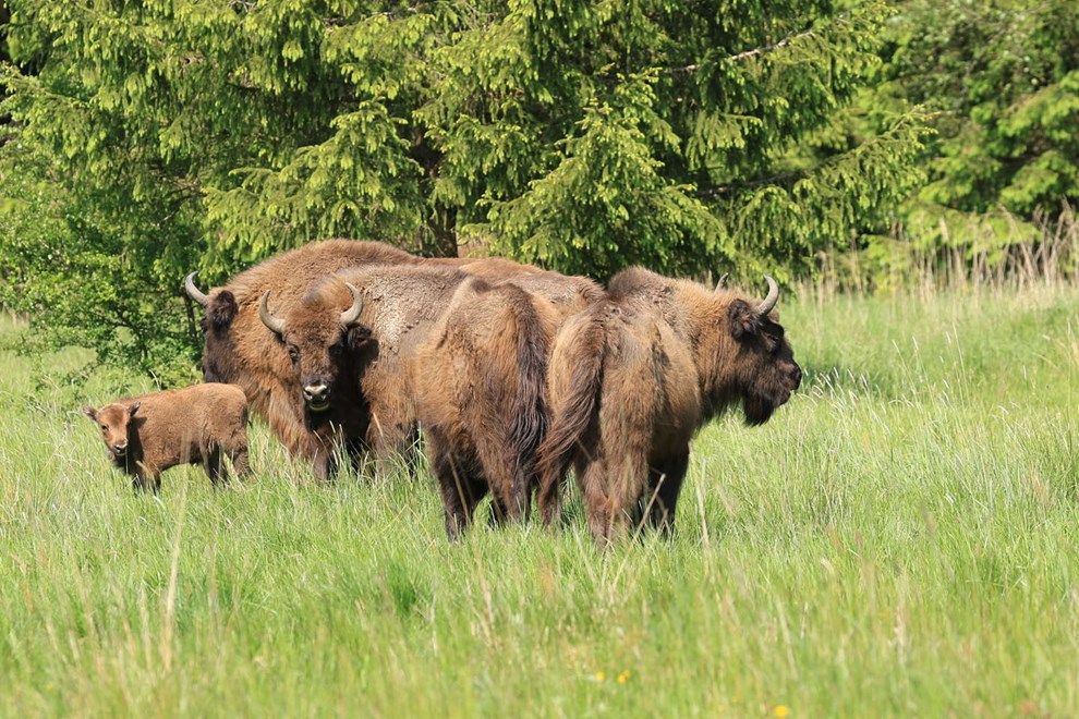 Dagens billede: På tur i Bisonskoven – smil til kameraet.