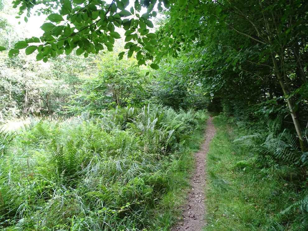 Sommer er h�js�son for farlige skovfl�ter