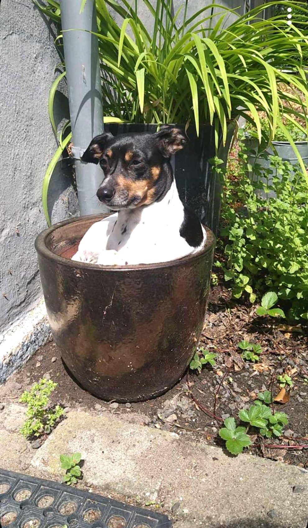 Dagens billede: Ronja elsker at tage solbad i blomsterkrukken