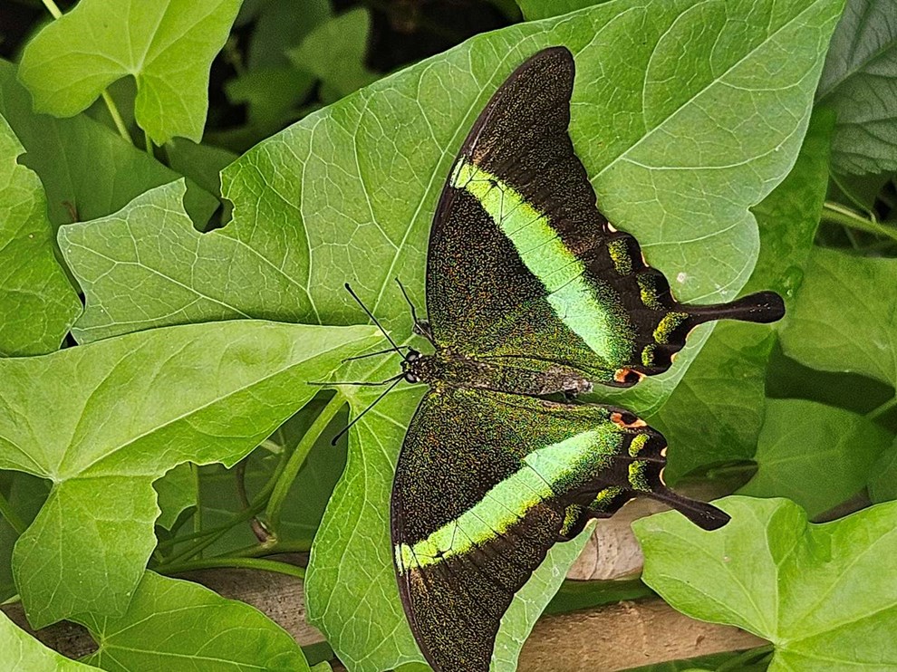 Dagens billede: Smuk sommerfugl Dagens billede: Smuk sommerfugl