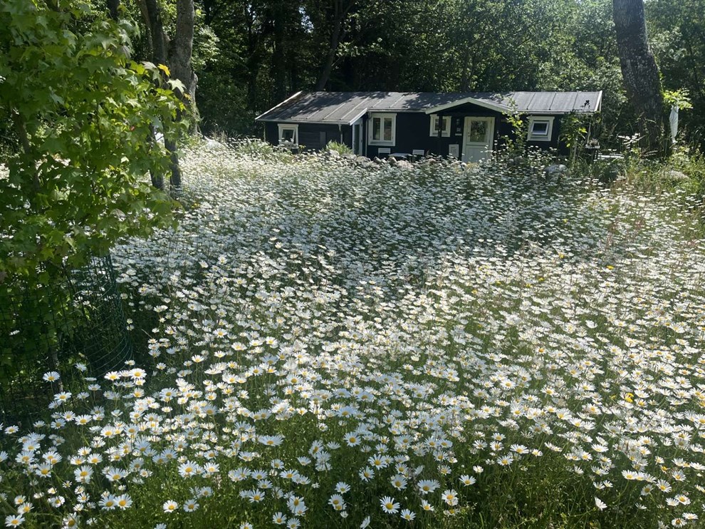 Dagens billede: Margeritter i Storedalen. 