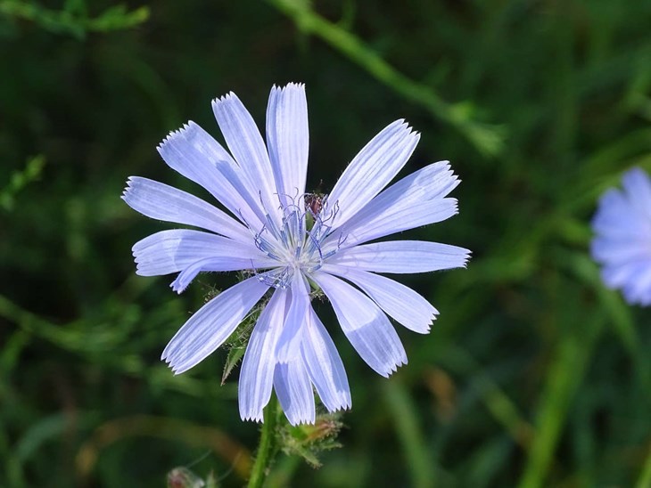 Cikorien er juli m&aring;neds blomst. Men den blomstrer kun om formiddagen.