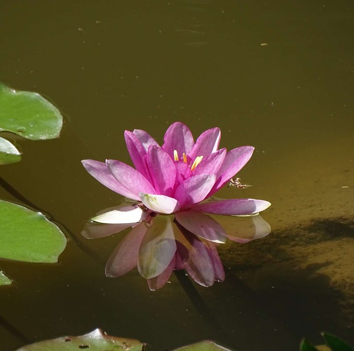 En smuk pink n&oslash;kkerose i Gr&aring;myr ved Gudhjem.