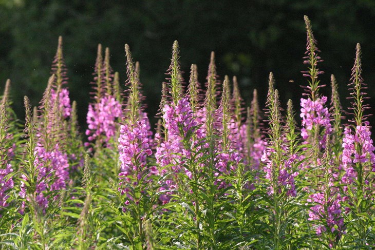 I juli blomstrer den h&oslash;je lyser&oslash;de gederams.