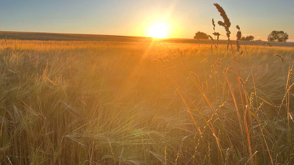 Dagens billede: Solnedgang ved Randkløve Skår