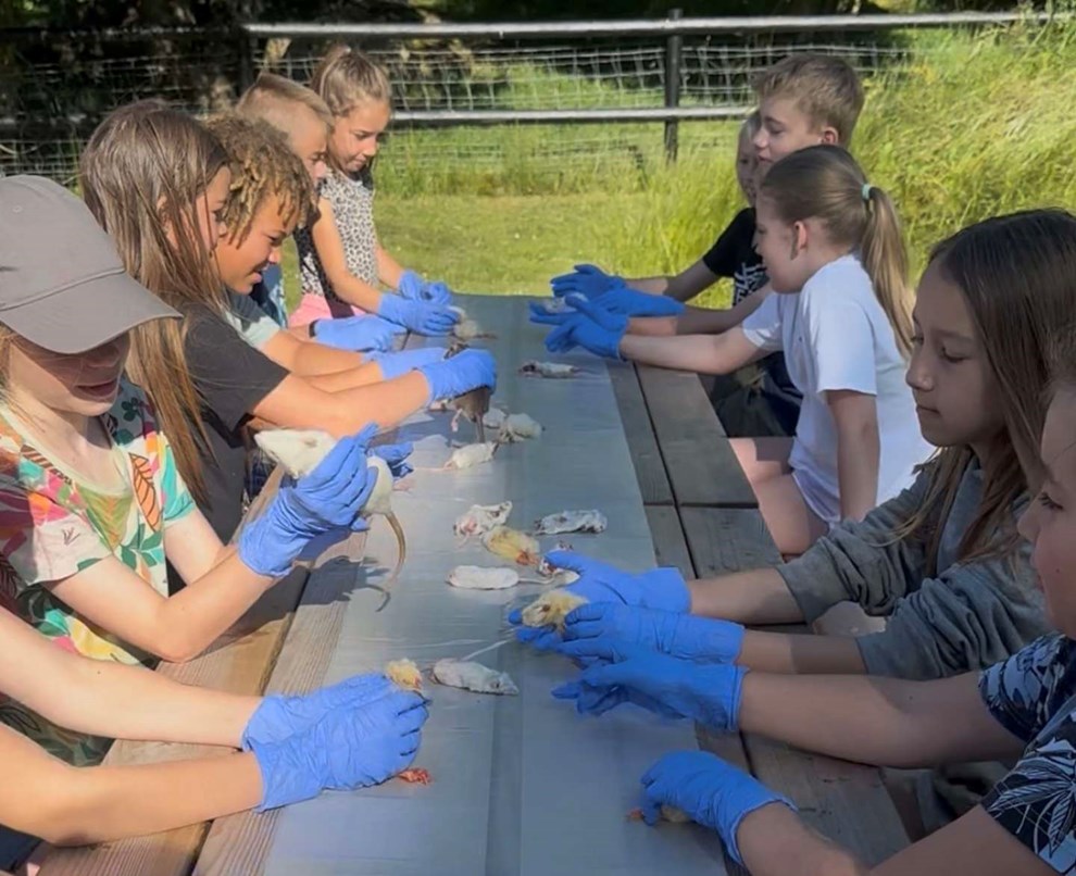 Brn bliver dyrepassere for en uge