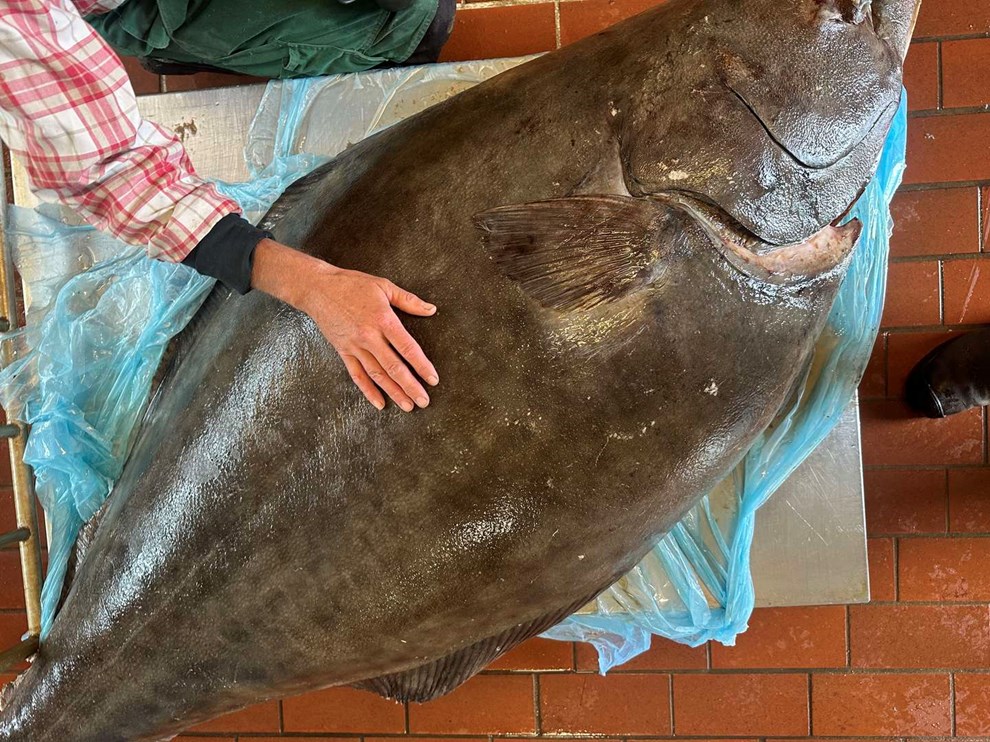 Mathias har k�bt en fladfisk p� over 100 kilo