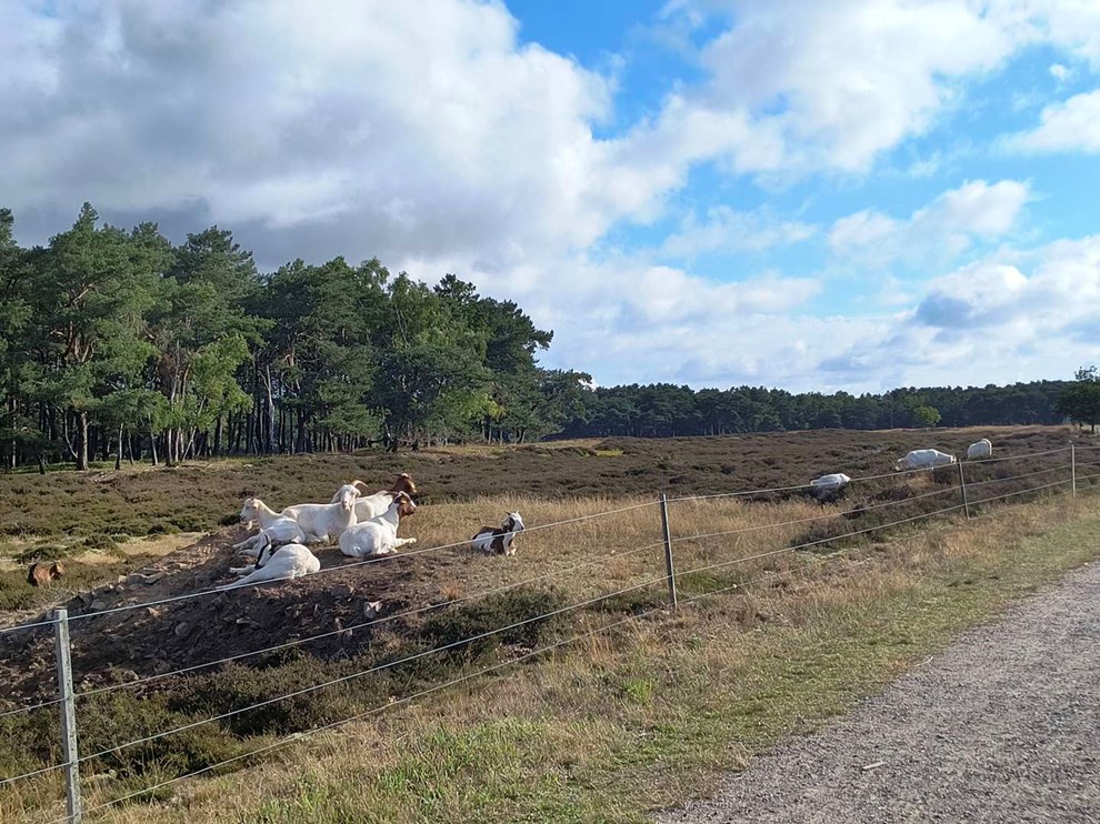 Dagens billede: Perfekt naturpleje på Balka Lyng Dagens billede: Perfekt naturpleje på Balka Lyng