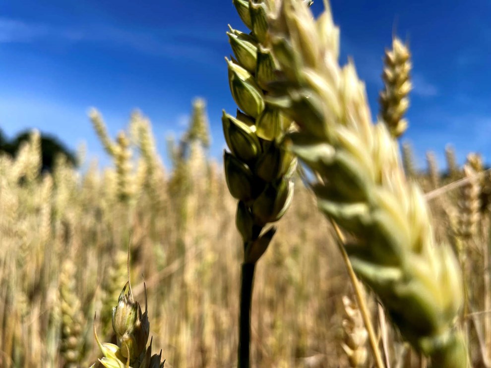 Dansk industrilandbrug l�gger landet �de