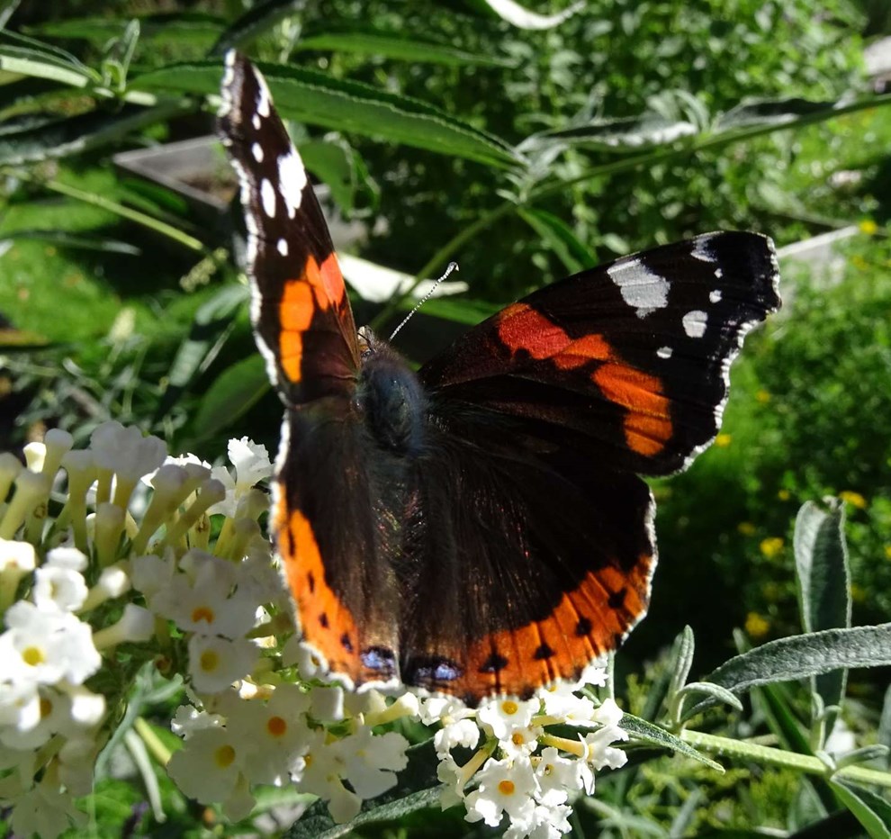 Nu kommer der flotte sommerfugle og glimmerbsser