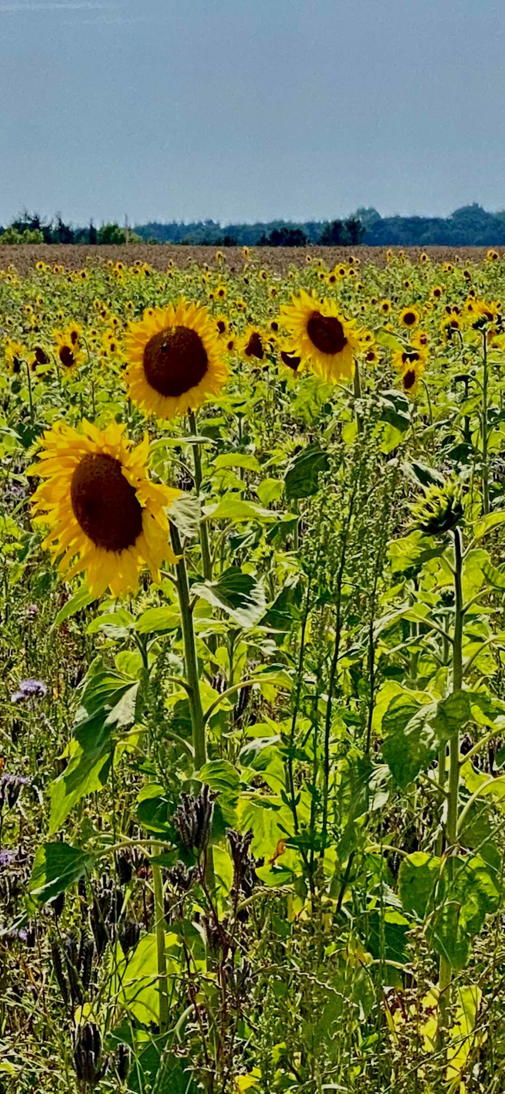 Dagens billede: Solsikketid Dagens billede: Solsikketid