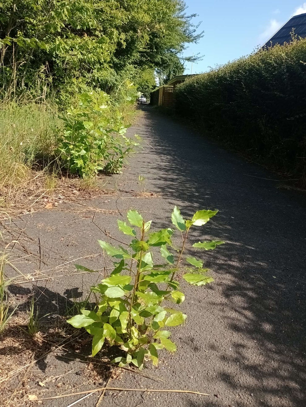 Dagens billede: Frugtbar asfalt Dagens billede: Frugtbar asfalt