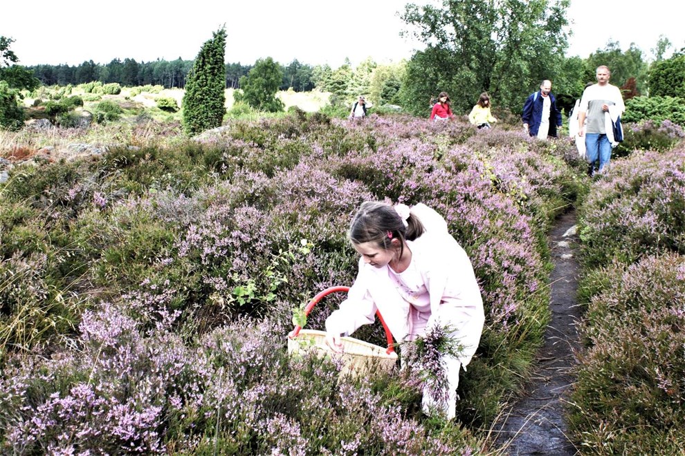 Den blomstrende lyng p� Paradisbakkernes gule rute