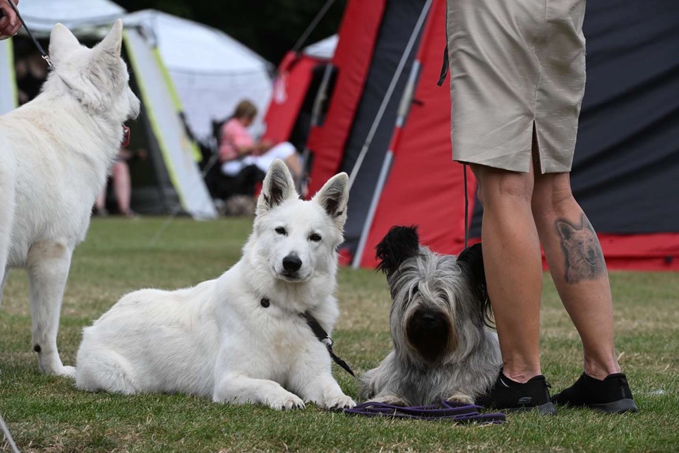 5000 hunde indtager Bornholm