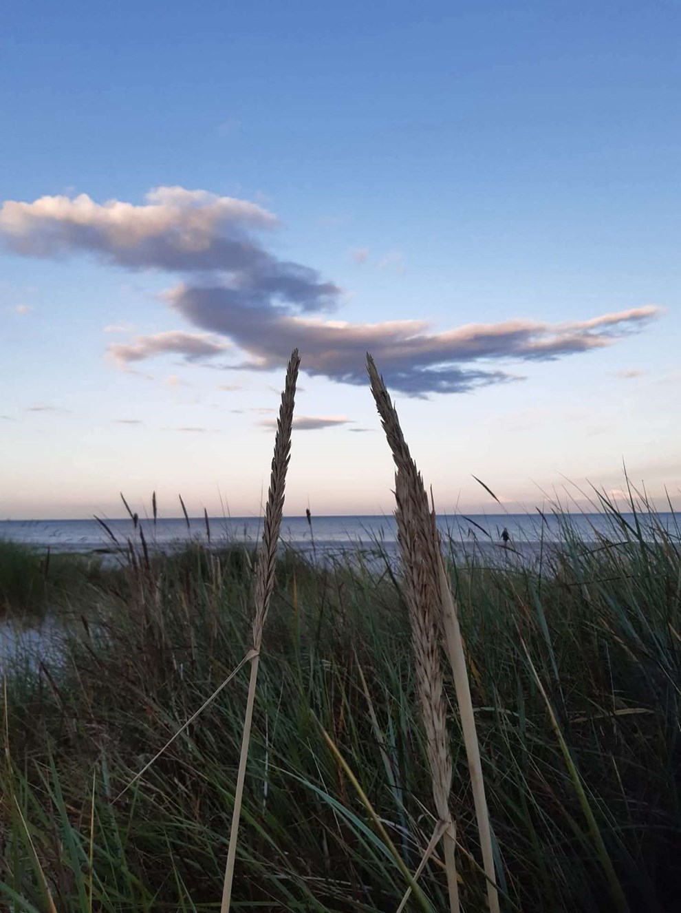 Dagens billede: Ogs� sivstrandstorken er landet p� Bornholm