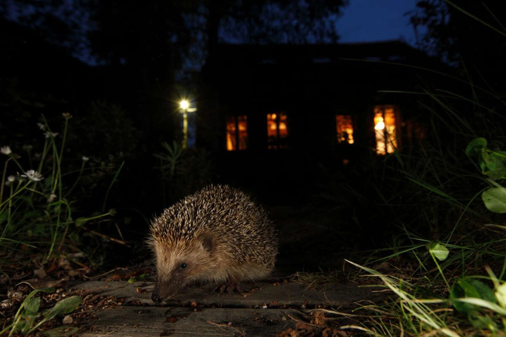 Tid til at tlle pindsvin