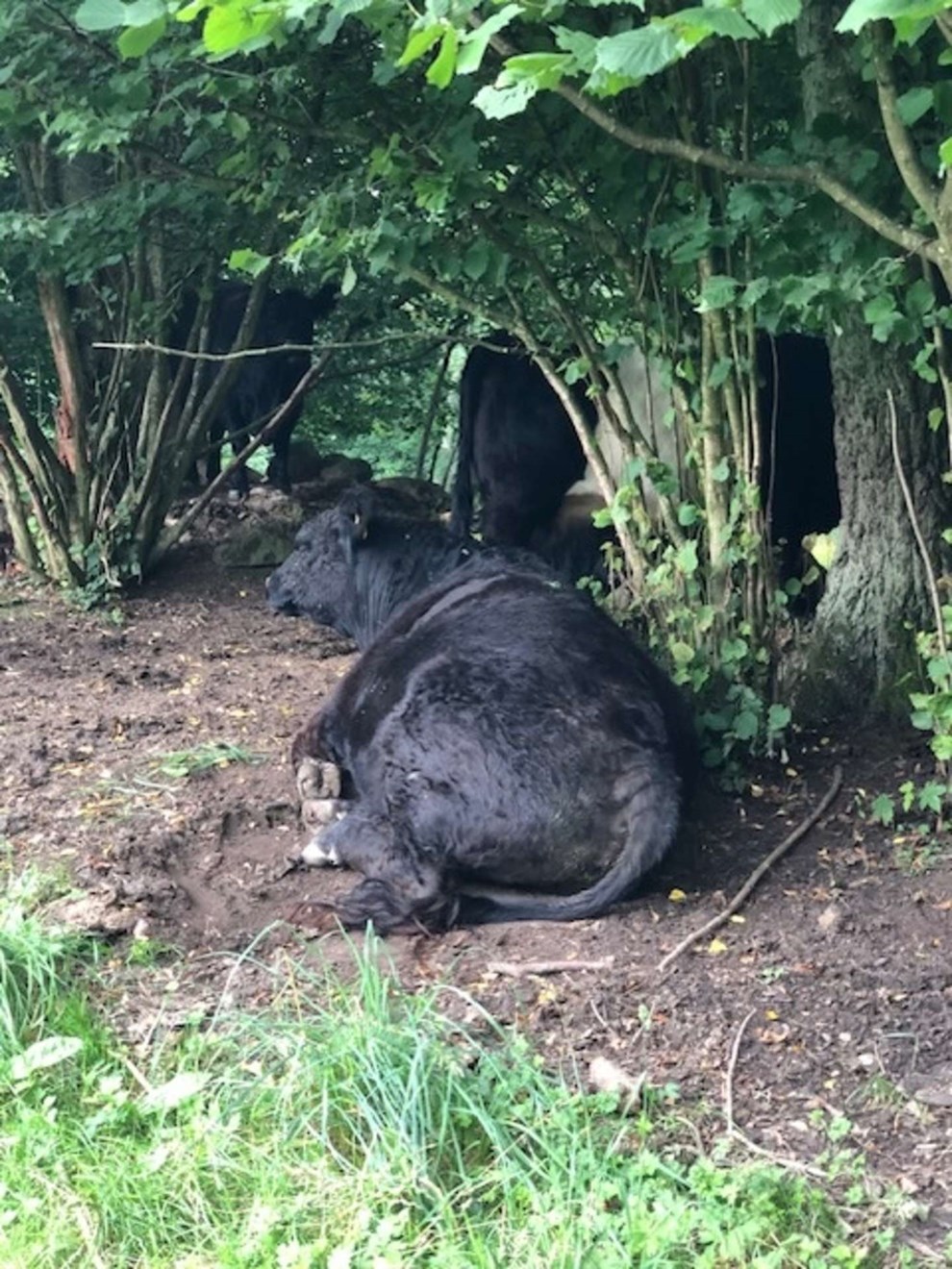 Dagens billede: 'Jeg elsker at tygge drøv i Ekkodalen' Dagens billede: 'Jeg elsker at tygge drøv i Ekkodalen'