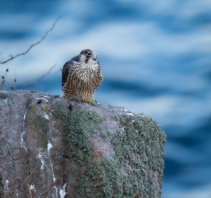 N&aring;r vandrefalken rammer, sl&aring;r den sit bytte bevidstl&oslash;s eller dr&aelig;ber det &oslash;jeblikkeligt med sine kraftige kl&oslash;er. Foto: Jonas Halberg, DOF Bornholm