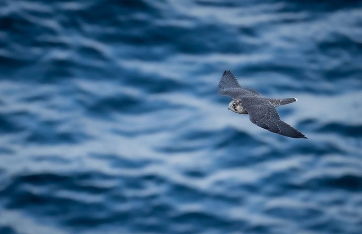 Vandrefalken findes p&aring; alle kontinenter undtagen Antarktis. Den er alts&aring; et af verdens mest udbredte rovdyr. Foto: Jonas Halberg, DOF Bornholm