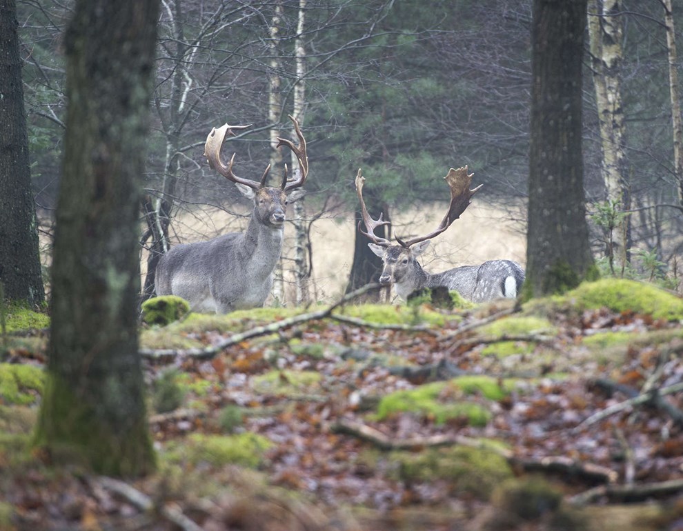 Bornholm i top 5: Mange udrykninger til dyr i sommerknibe