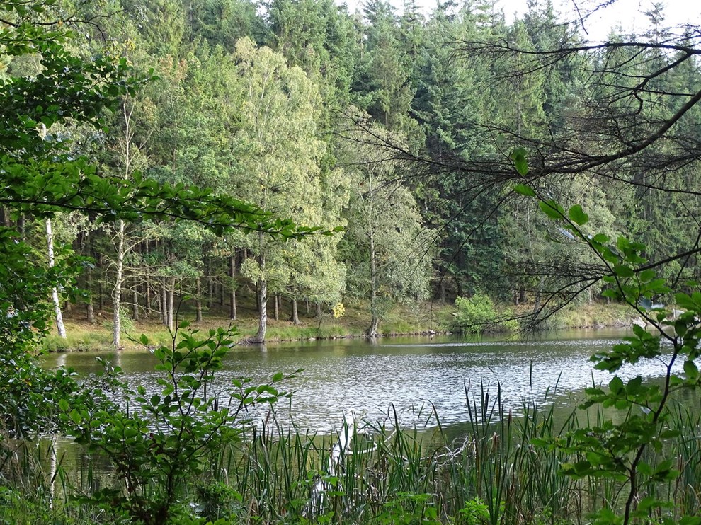 Træernes hemmeligheder Træernes hemmeligheder