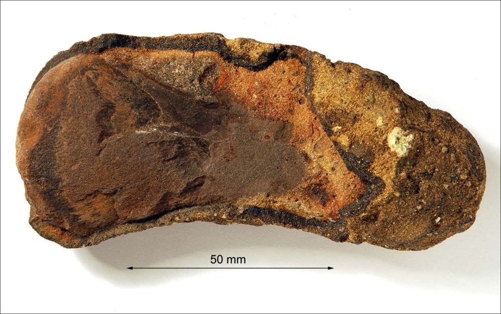 Fund af tudsegamle svane�gler p� strand - s�rligt �n overrasker