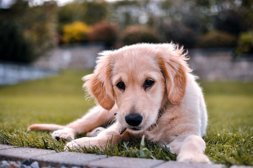 L�r at hj�lpe din hund i en n�dsituation