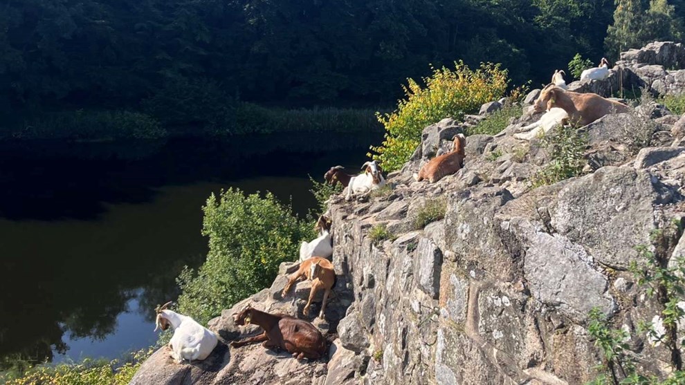 Dagens billede: Ingen skal sige, at vi ikke har bjerggeder på Bornholm Dagens billede: Ingen skal sige, at vi ikke har bjerggeder på Bornholm