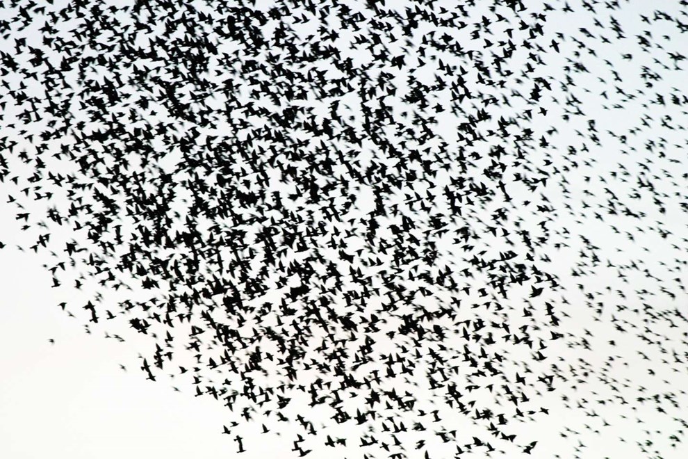 Sensommeren summer af liv og afsked